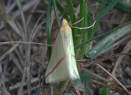 Alucita huebneri e Rhodometra sacraria